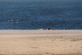 Seals on the Beach of Amrum