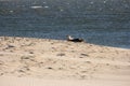 Seals on the Beach of Amrum
