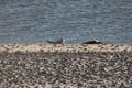 Seals on the Beach of Amrum