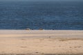 Seals on the Beach of Amrum