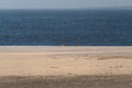 Seals on the Beach of Amrum