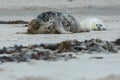 Seals on the beach in dune island near helgoland Royalty Free Stock Photo