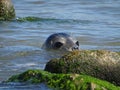 Seals At The Beach Newburgh