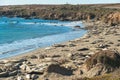 Seals on the beach. Seal colony, California Coastline