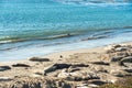 Seals on the beach. Seal colony, California Coastline