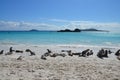 Seals on a beach