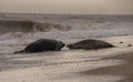 Seals on the beach at sunset in the winter time