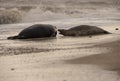 Seals on the beach at sunset in the winter time