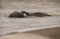 Seals on the beach at sunset in the winter time