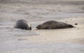 Seals on the beach at sunset in the winter time