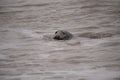 Seals on the beach at sunset in the winter time