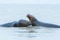 Seals on the beach in the water near helgoland Royalty Free Stock Photo