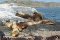 Seals, Beagle Channel, Argentina Royalty Free Stock Photo