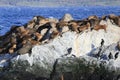 Seals in Beagle Channel, Ushuaia, Argentina Royalty Free Stock Photo