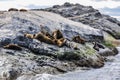 Seals, Beagle Channel, Ushuaia, Argentina Royalty Free Stock Photo