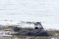 Seal on north of Iceland in the water Royalty Free Stock Photo