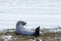 Seal on north of Iceland in the water Royalty Free Stock Photo