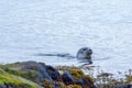 Seal on north of Iceland swinmming in the water Royalty Free Stock Photo