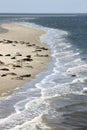 Seals bench between dutch islands Terschelling and Ameland Royalty Free Stock Photo