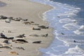 Seals bench between dutch Terschelling and Ameland Royalty Free Stock Photo