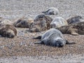 Seals at Blakeney Point Norfolk Royalty Free Stock Photo