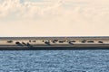 Seals in BlÃÂ¥vand Denmark on a sandbank at low tide. Relaxing families resting