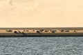 Seals in BlÃÂ¥vand Denmark on a sandbank at low tide. Relaxing families resting