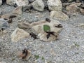 Seals colony in Kaikoura Royalty Free Stock Photo