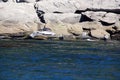 Seals colony on sea shore Gaspe Royalty Free Stock Photo