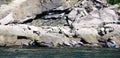 Seals colony on sea shore Gaspe Royalty Free Stock Photo