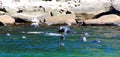 Seals colony on sea shore Gaspe Royalty Free Stock Photo