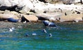 Seals colony on sea shore Gaspe Royalty Free Stock Photo