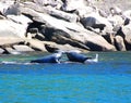 Seals colony on sea shore Gaspe Royalty Free Stock Photo