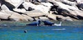 Seals colony on sea shore Gaspe Royalty Free Stock Photo