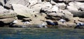 Seals colony on sea shore Gaspe Royalty Free Stock Photo