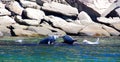 Seals colony on sea shore Gaspe Royalty Free Stock Photo