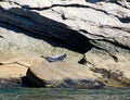 Seals colony on sea shore Gaspe Royalty Free Stock Photo