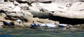 Seals colony on sea shore Gaspe Royalty Free Stock Photo