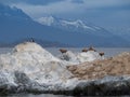 Seals with Cormorants on a Rocky Island in the Beagle Channel Royalty Free Stock Photo