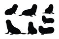 Seals crawling in different positions, silhouette set vector. Adult seals silhouette collection on a white background. Beautiful