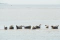 Seals in the Dutch wadden sea