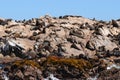 Seals on dyer island,south africa