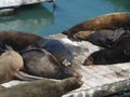 Seals on Fisherman's Wharf