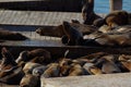 seals at fisherman\'s wharf Royalty Free Stock Photo