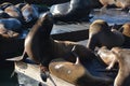 Seals at fishermans wharf San Francisco