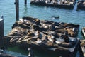 Seals at fishermans wharf San Francisco