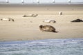 seals, fur seals, porpoises living in the shallows in the Netherlands Royalty Free Stock Photo