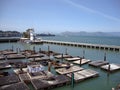 Seals hang out at San Francisco Bay Pier 39 Fisherman`s Wharf