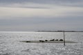 Seals in harbour