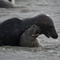 Seals having sex